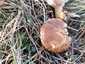Ördögszekér-laskagomba (Pleurotus eryngii), Budai-hegység